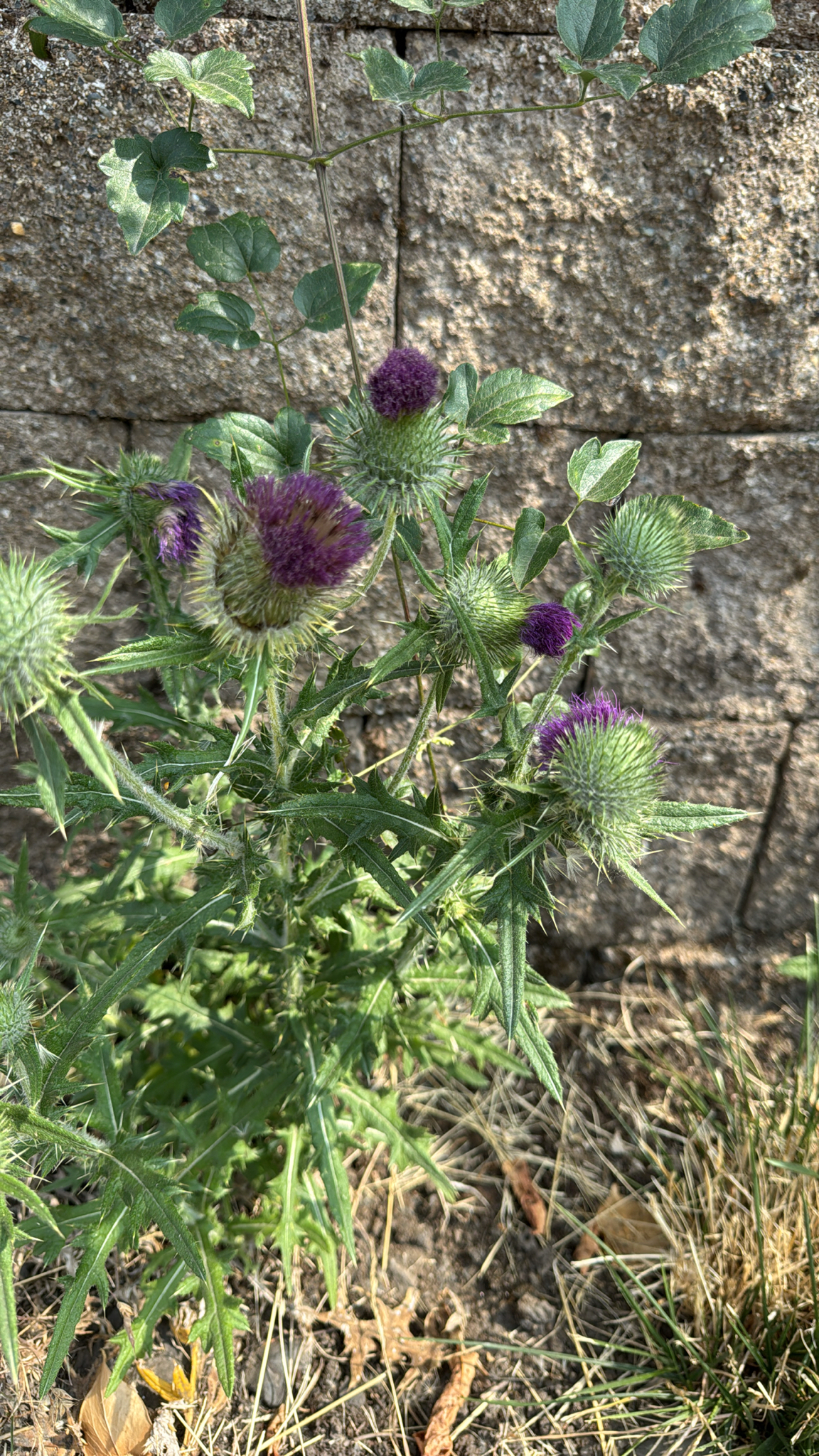 Cirsium vulgare