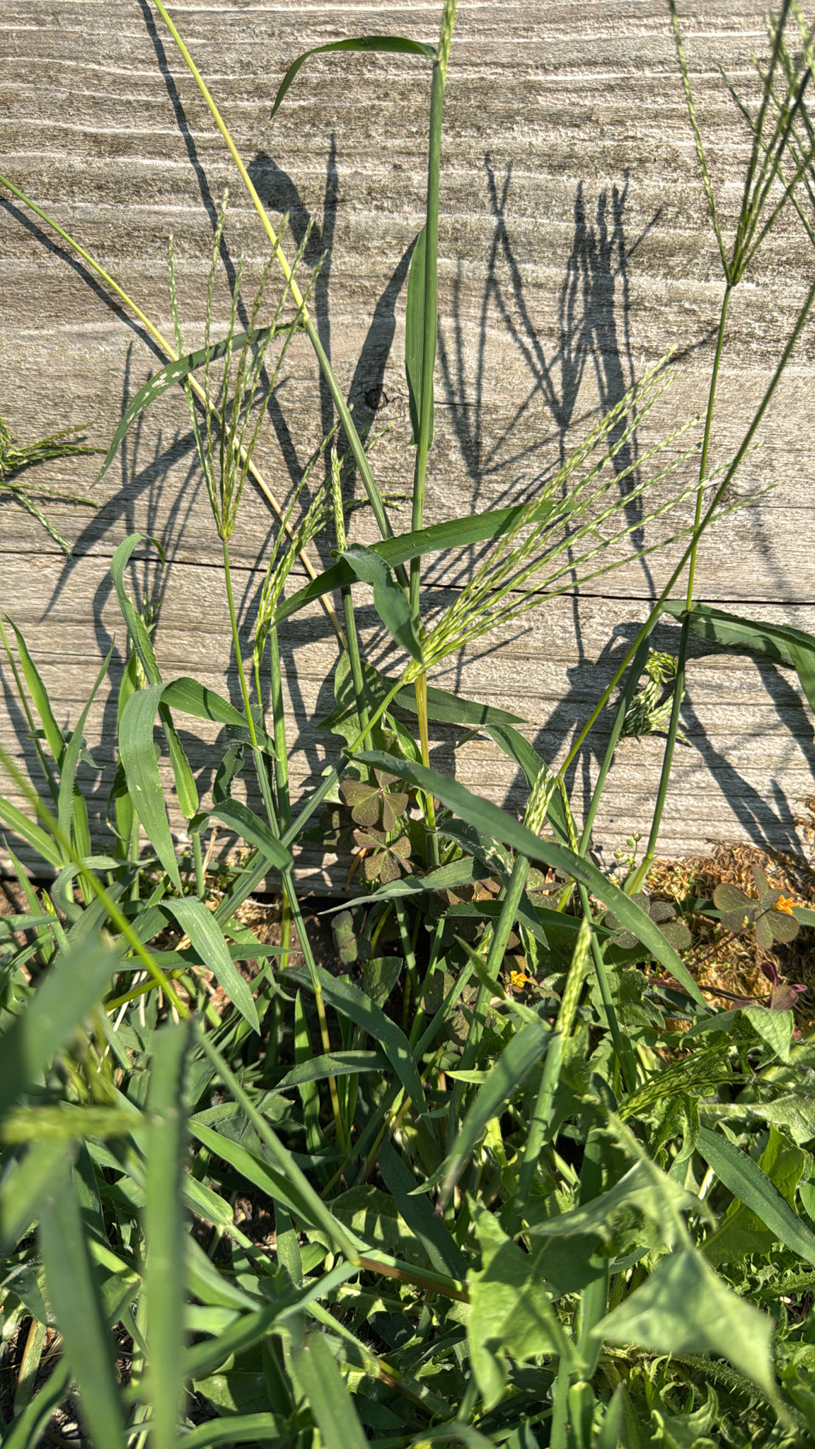 Digitaria sanguinalis