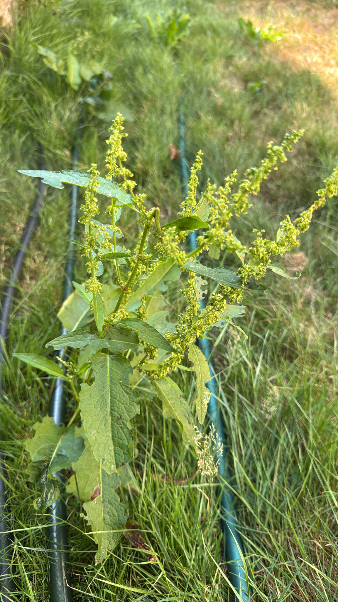 Rumex