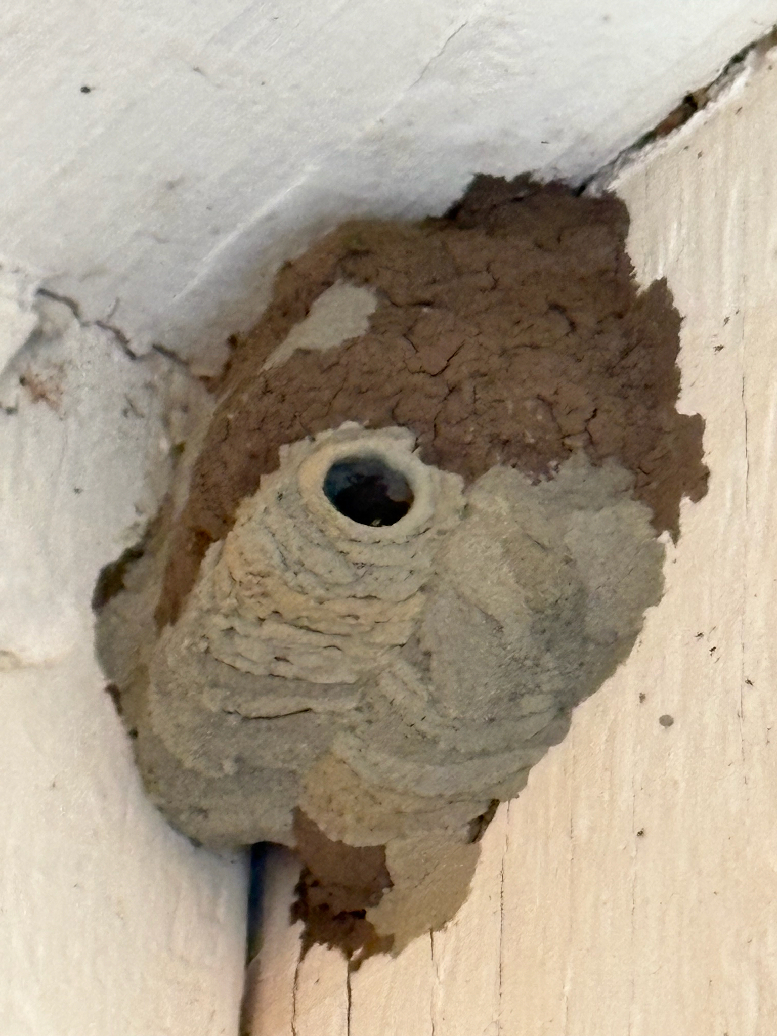 Sceliphron caementarium