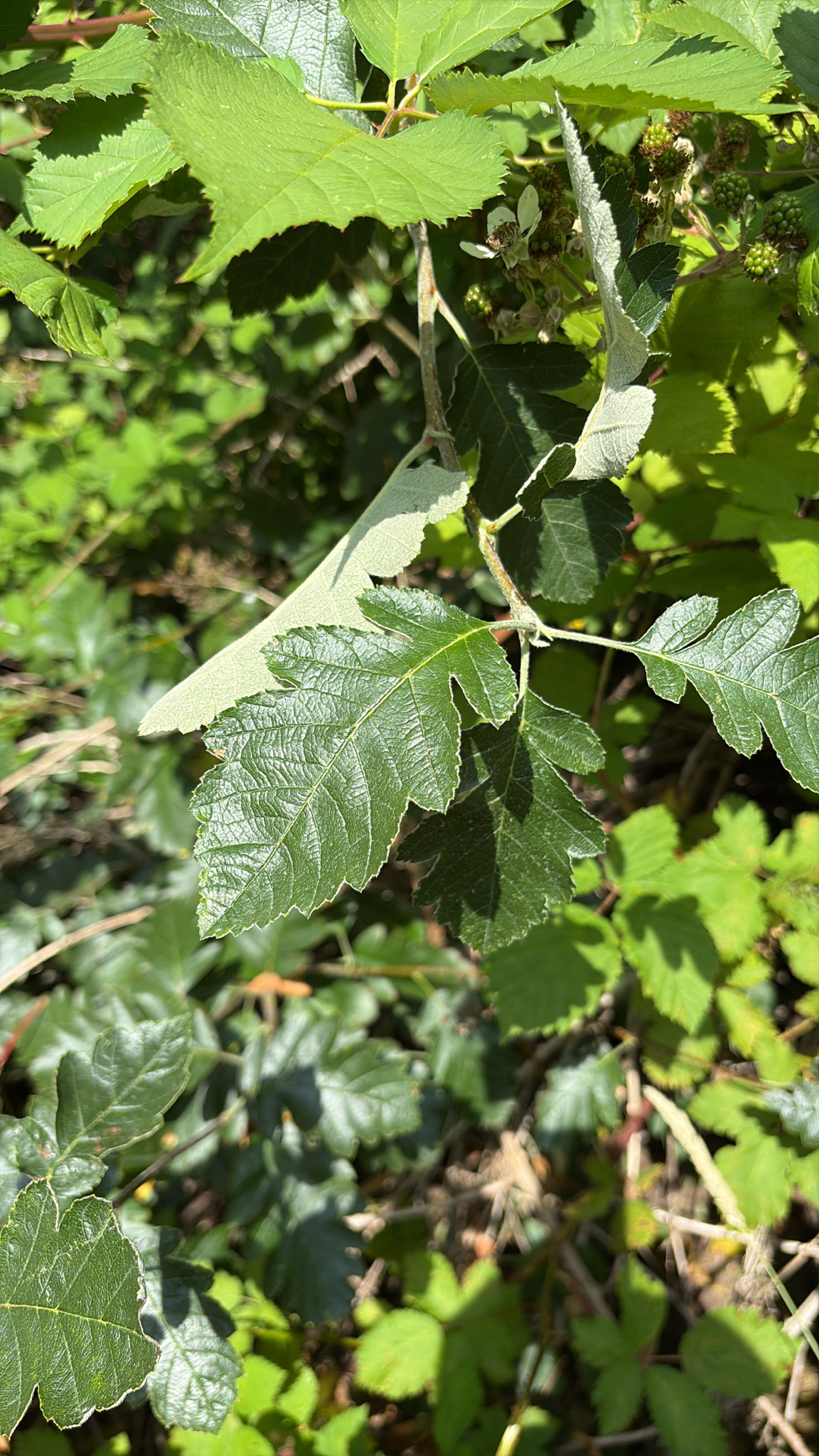 Scandosorbus intermedia