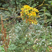 ragwort