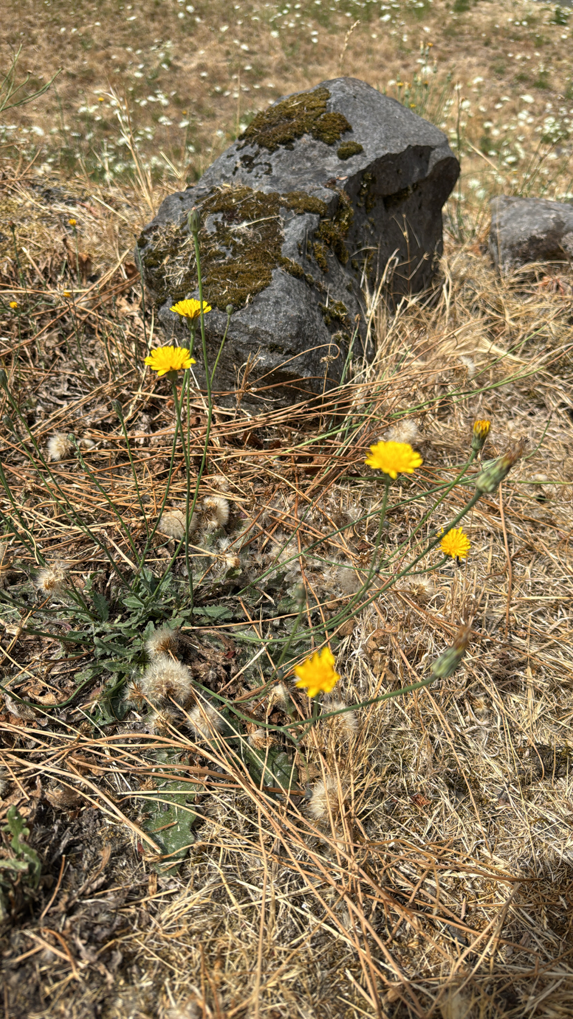 Hypochaeris radicata