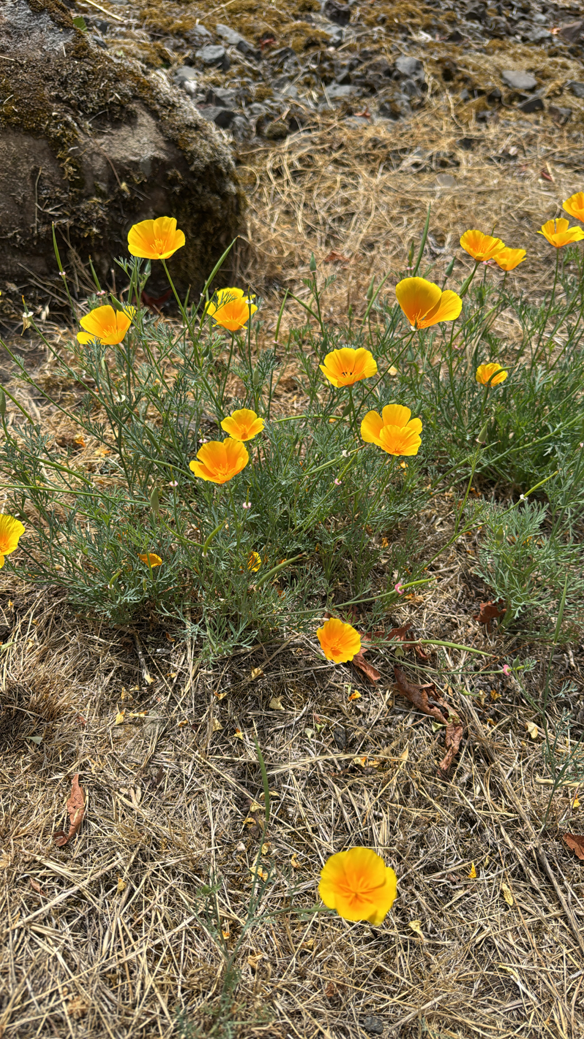 Eschscholzia californica
