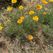 California poppy