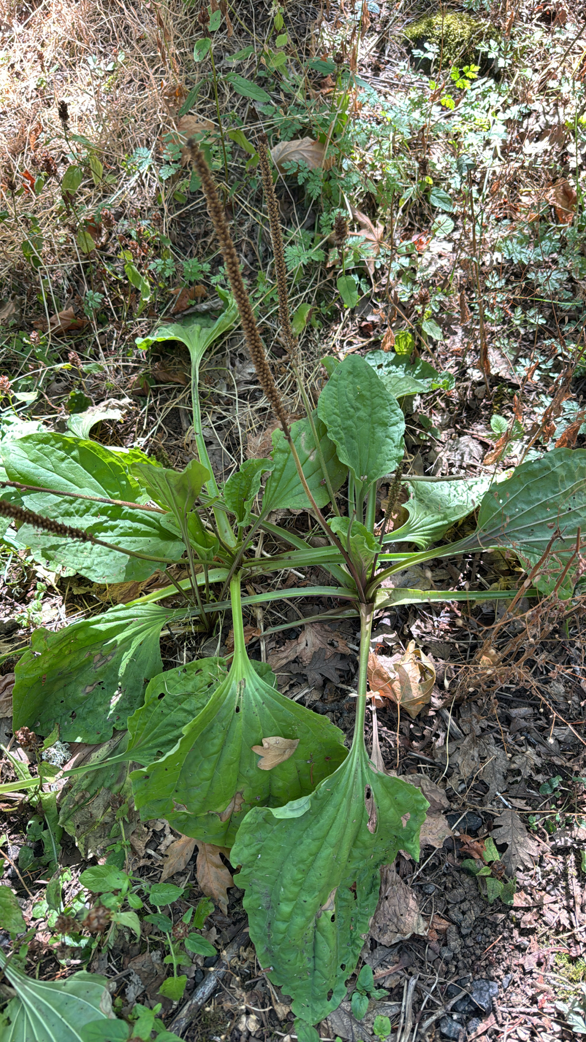 Plantago major