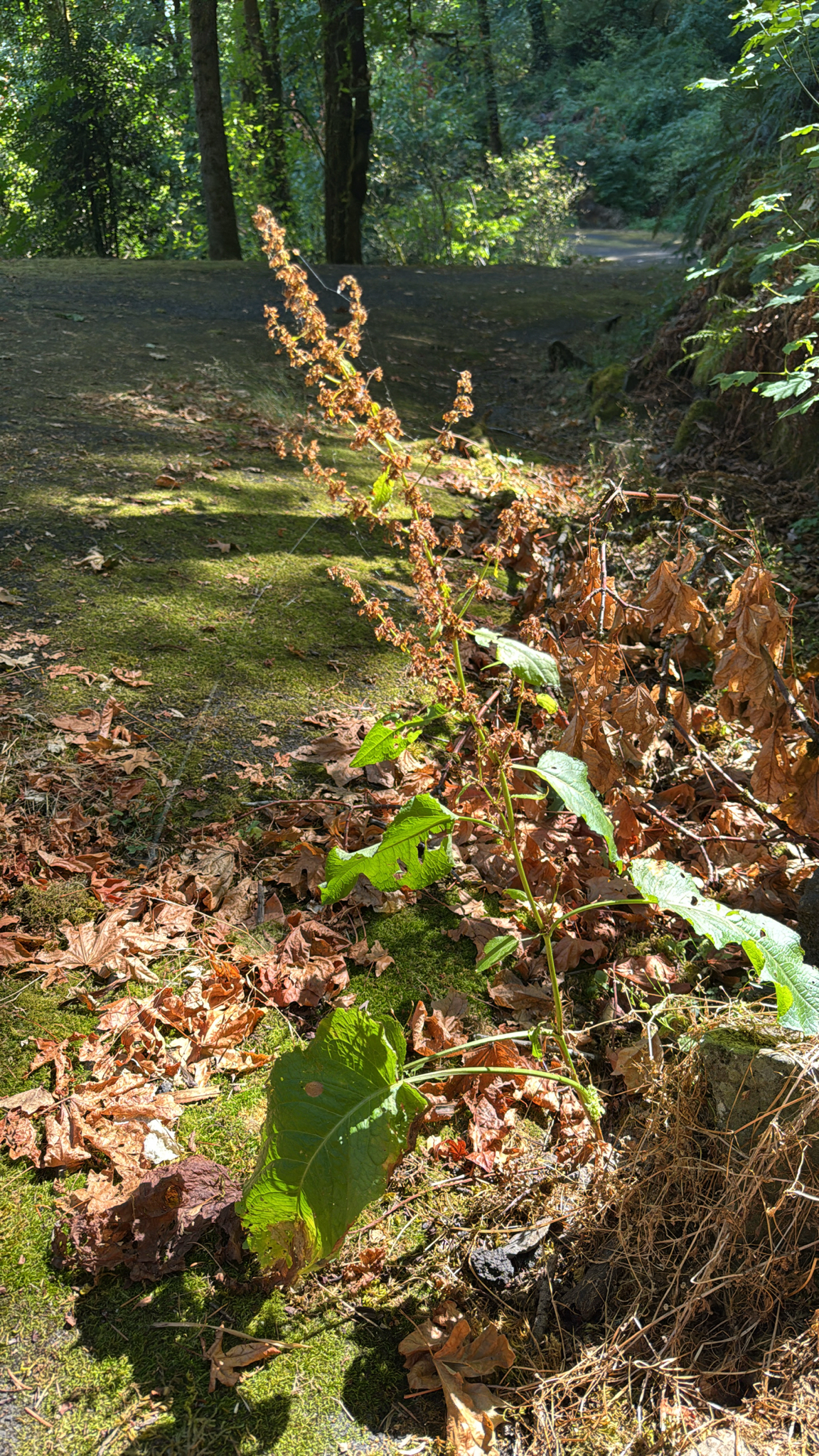 Rumex obtusifolius