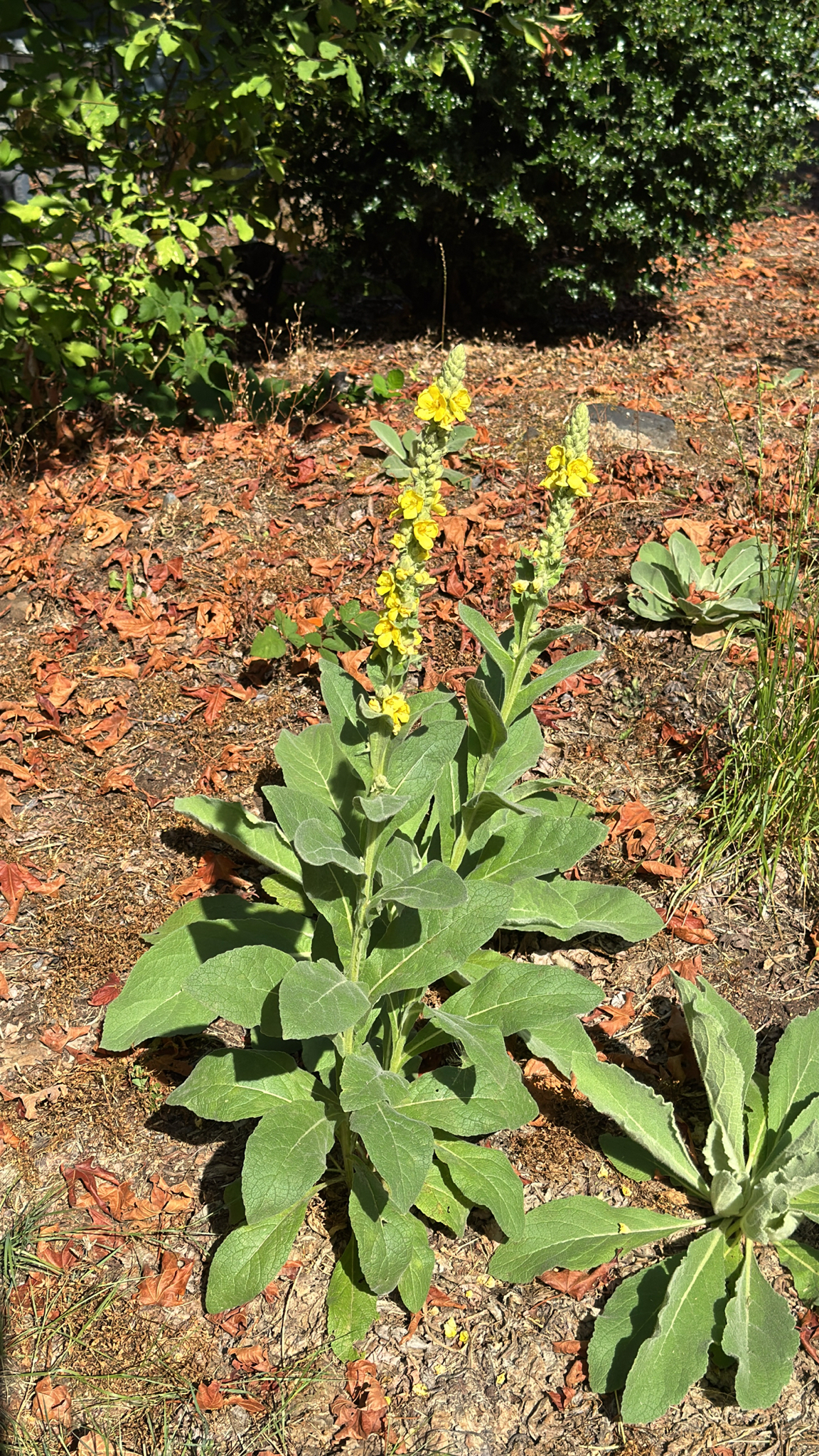 Verbascum thapsus