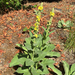 great mullein