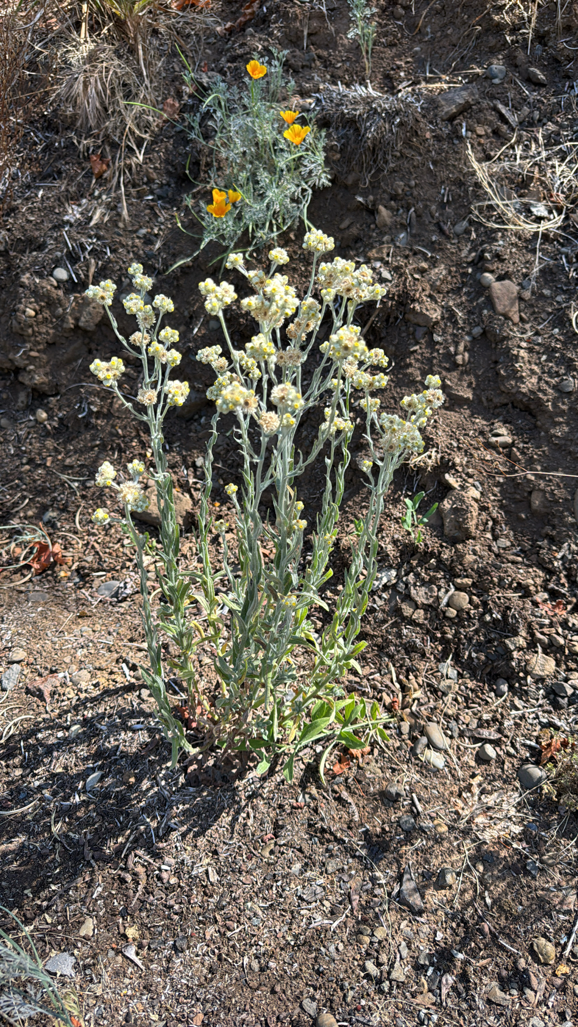 Pseudognaphalium stramineum