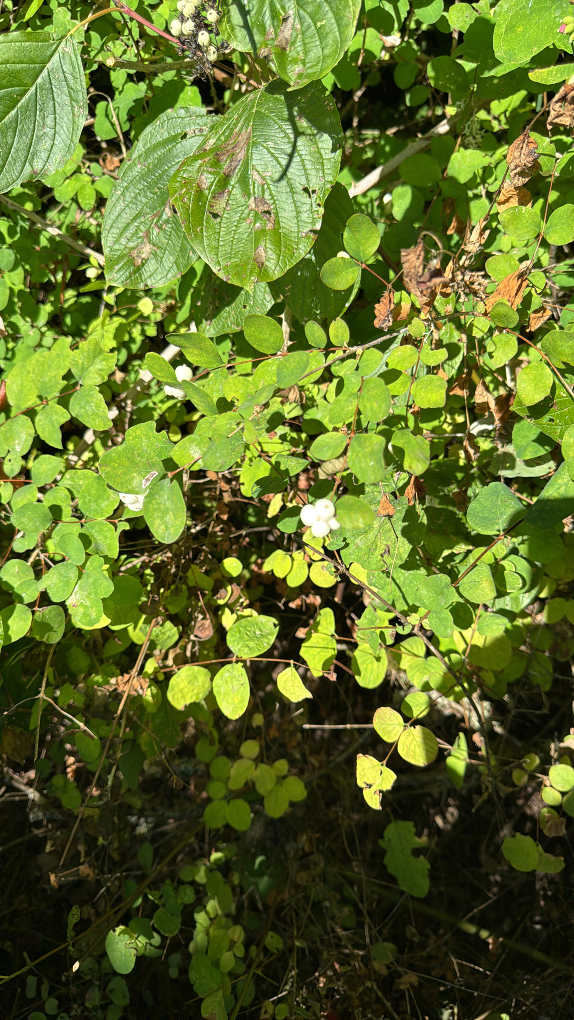 Symphoricarpos albus