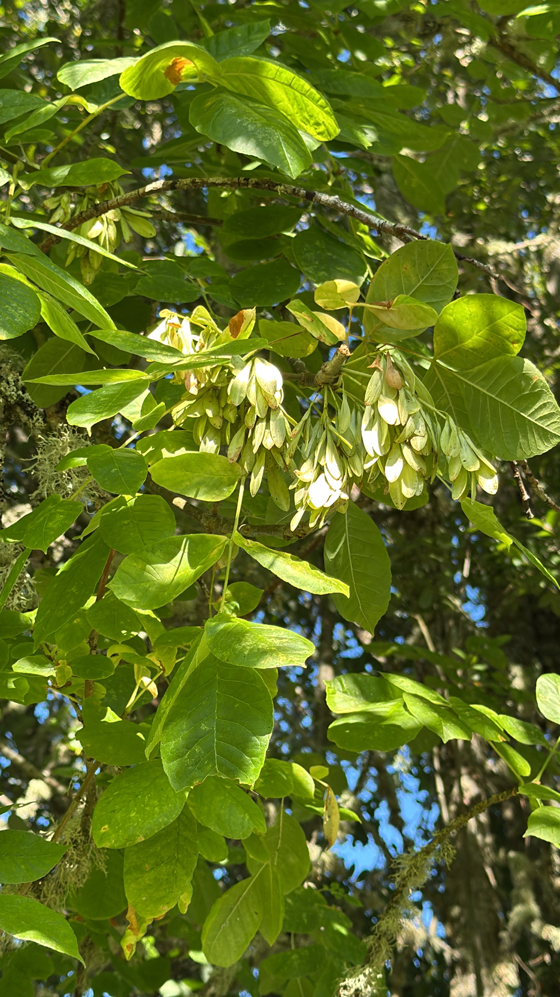 Fraxinus latifolia