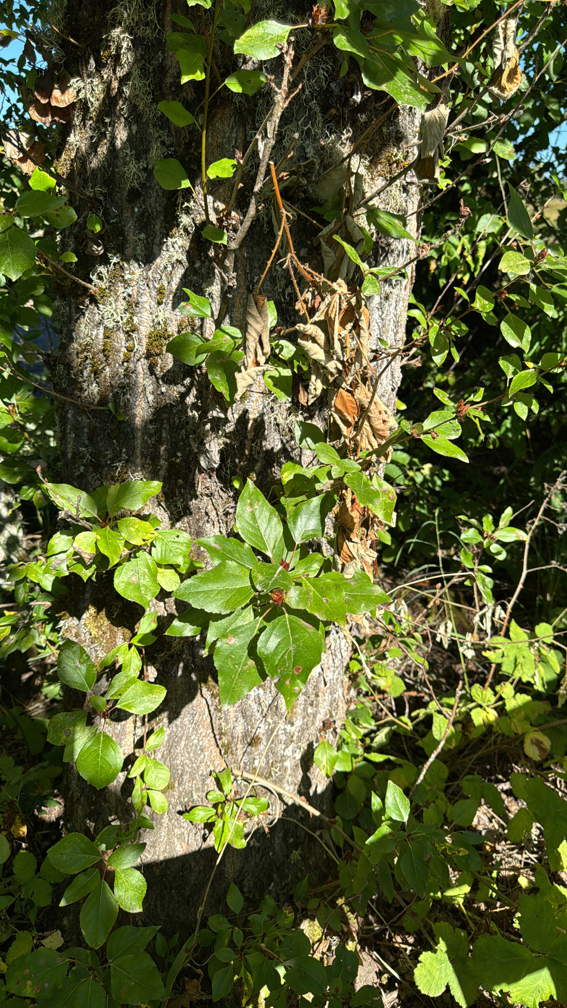 Populus trichocarpa