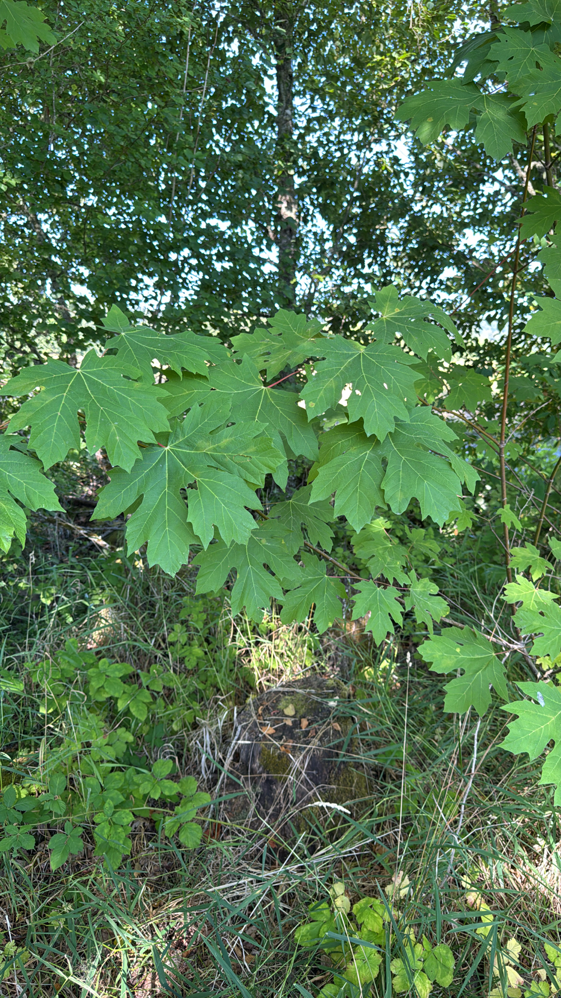 Acer macrophyllum