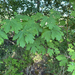 bigleaf maple