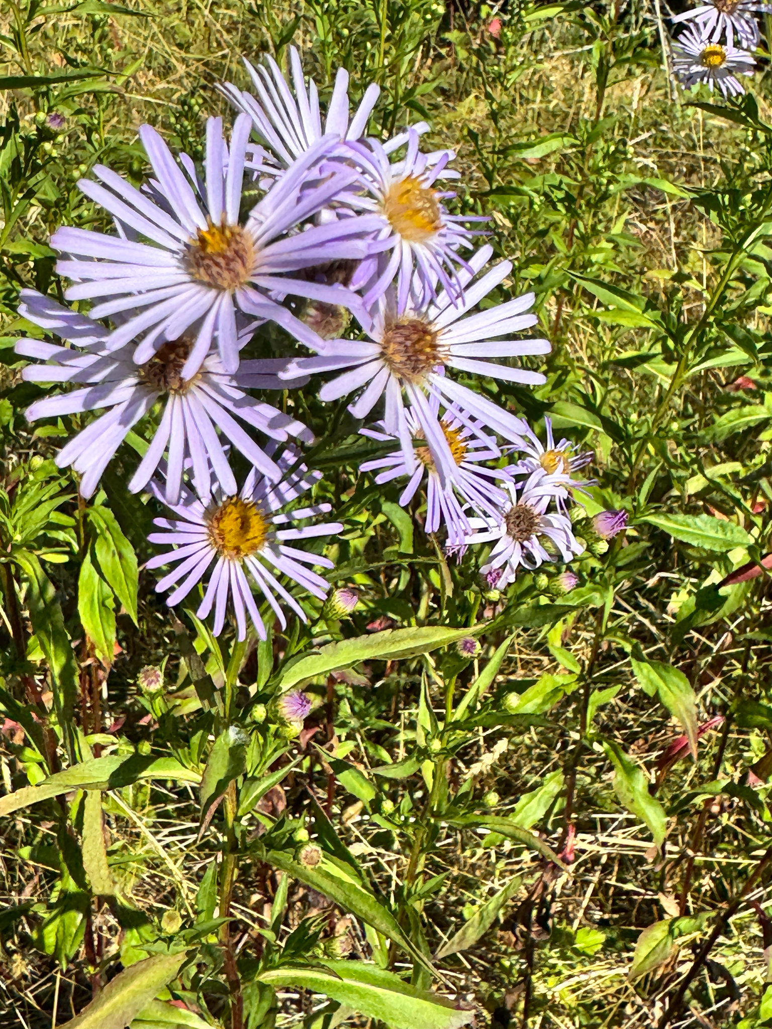Symphyotrichum subspicatum
