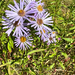 Douglas' Aster
