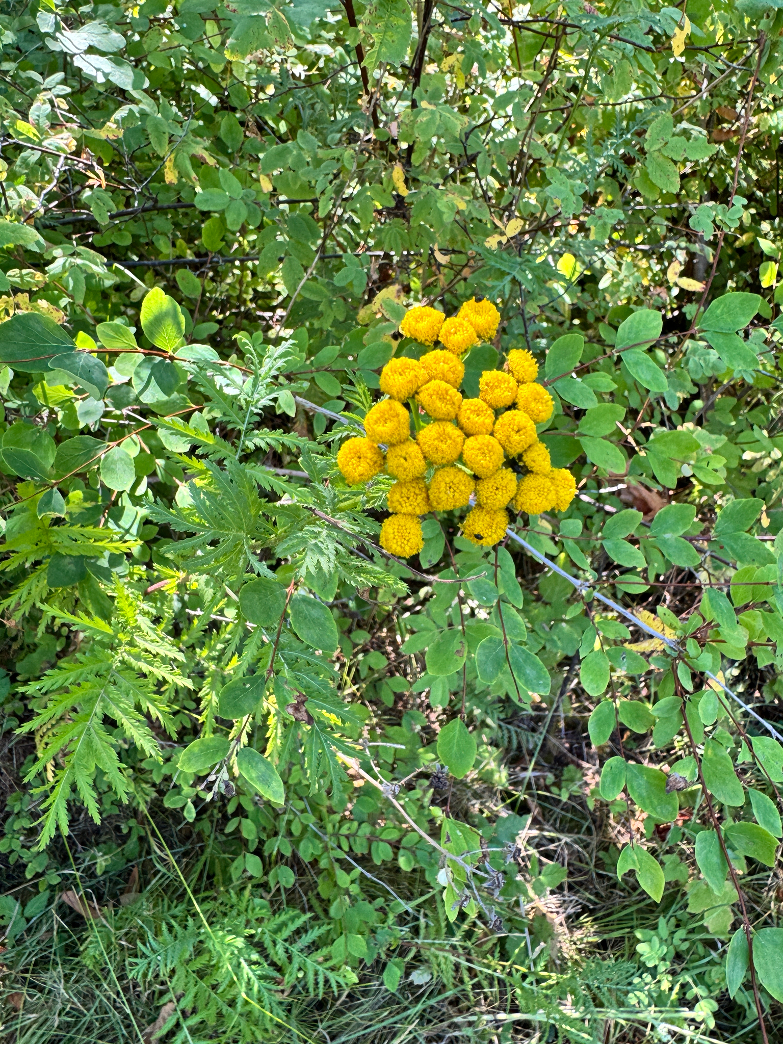 Tanacetum vulgare
