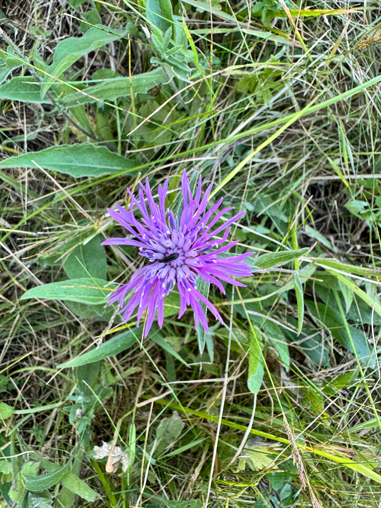 Centaurea jacea