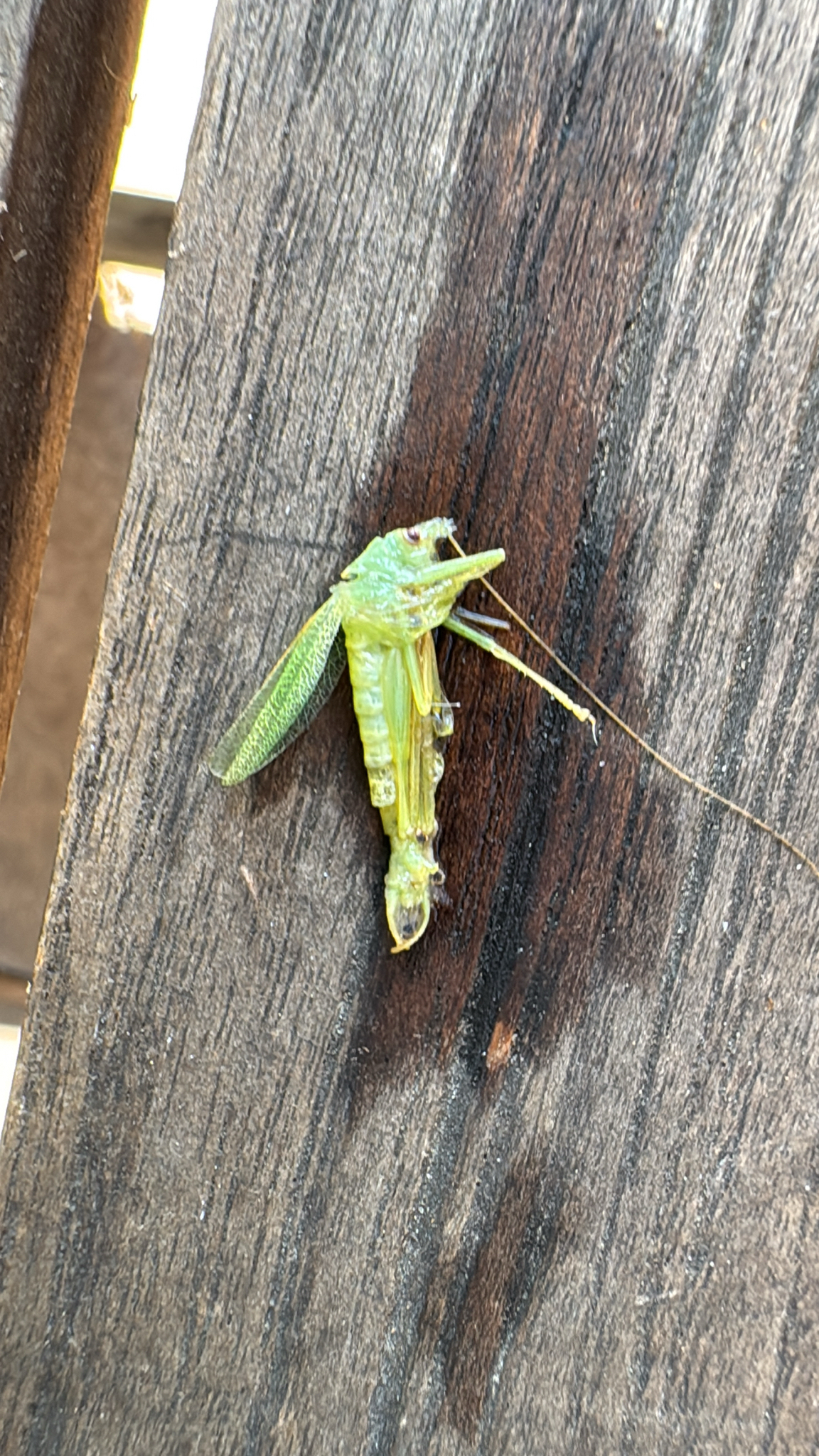 Meconema thalassinum