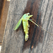 Oak Bush-cricket