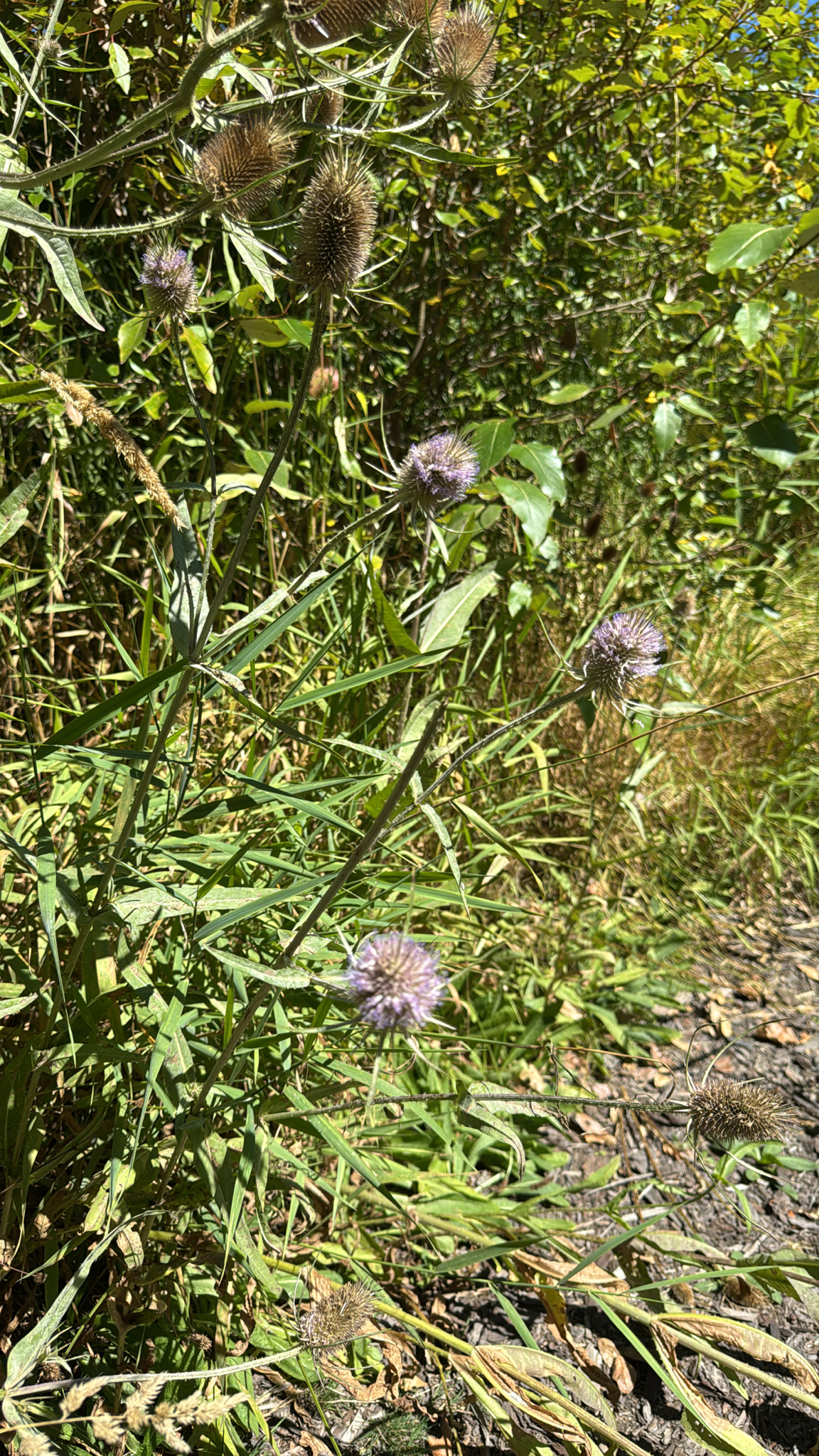 Dipsacus fullonum