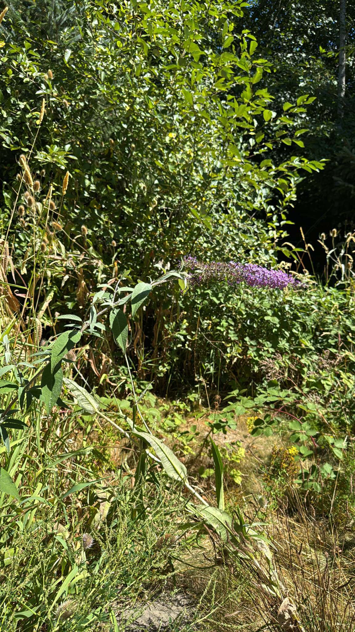 Buddleja davidii
