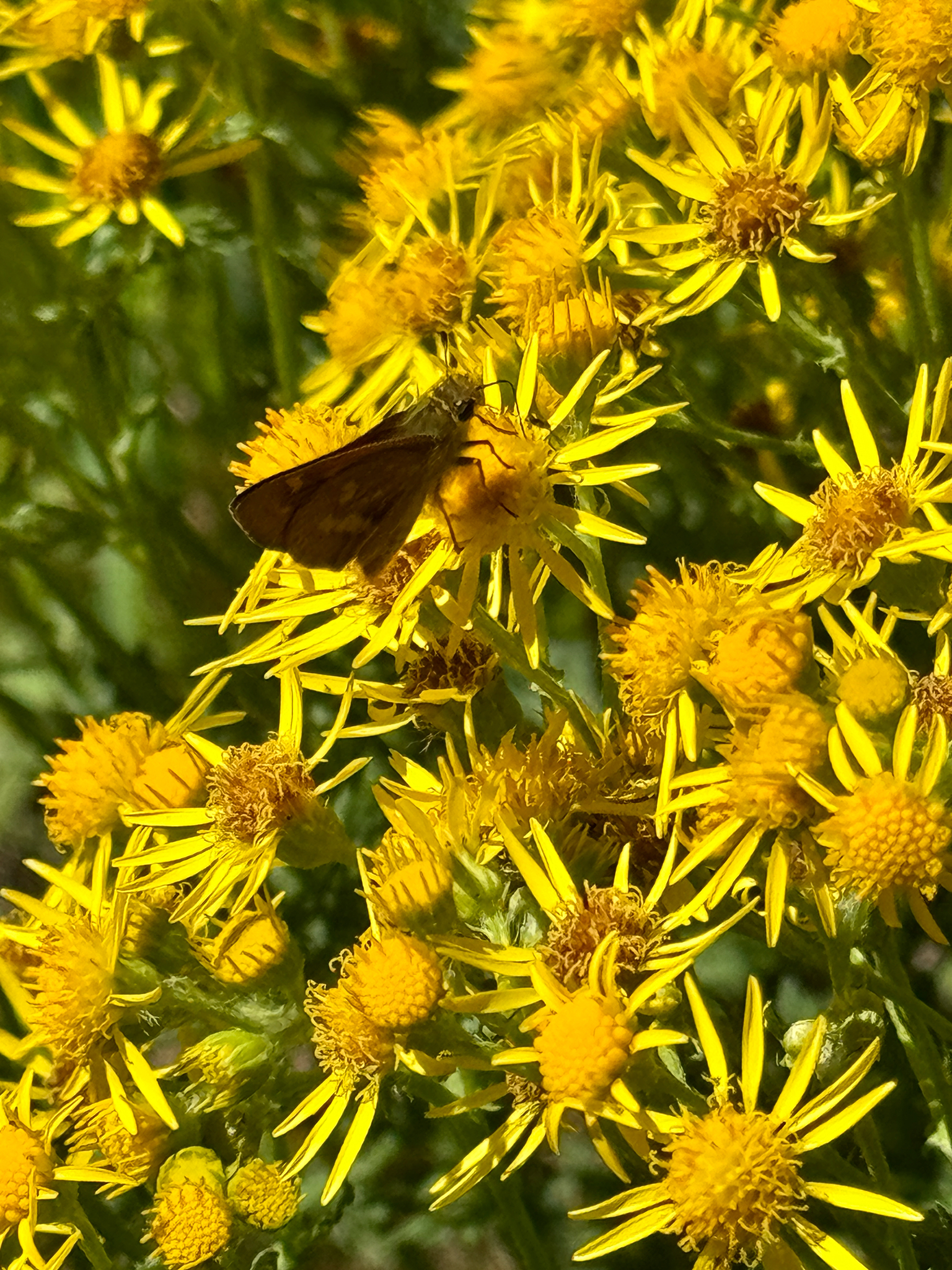 Ochlodes sylvanoides