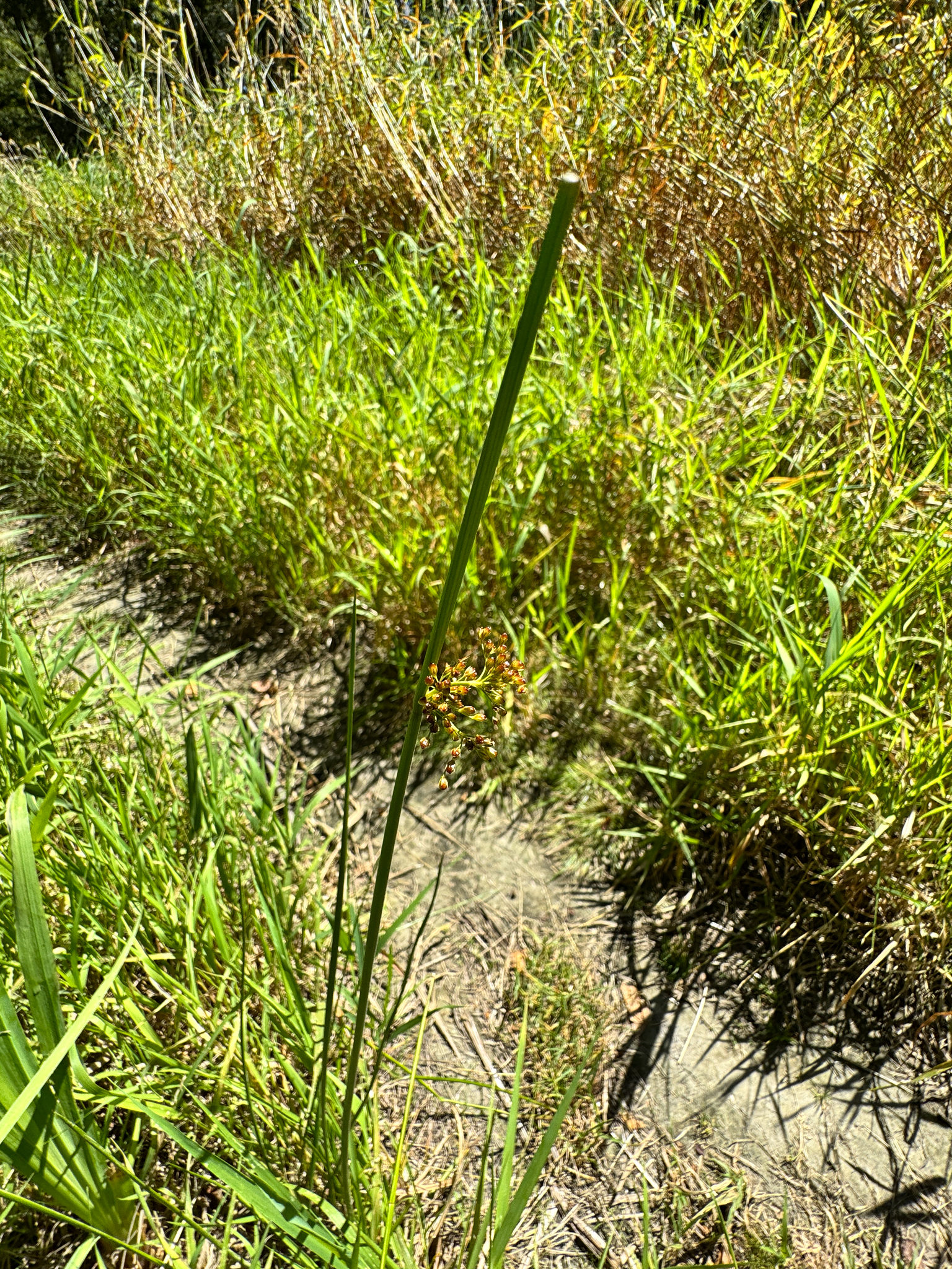 Juncus effusus