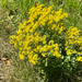 ragwort