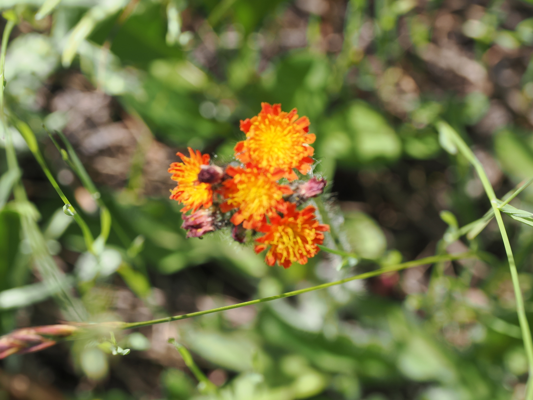 Pilosella aurantiaca
