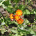 orange hawkweed