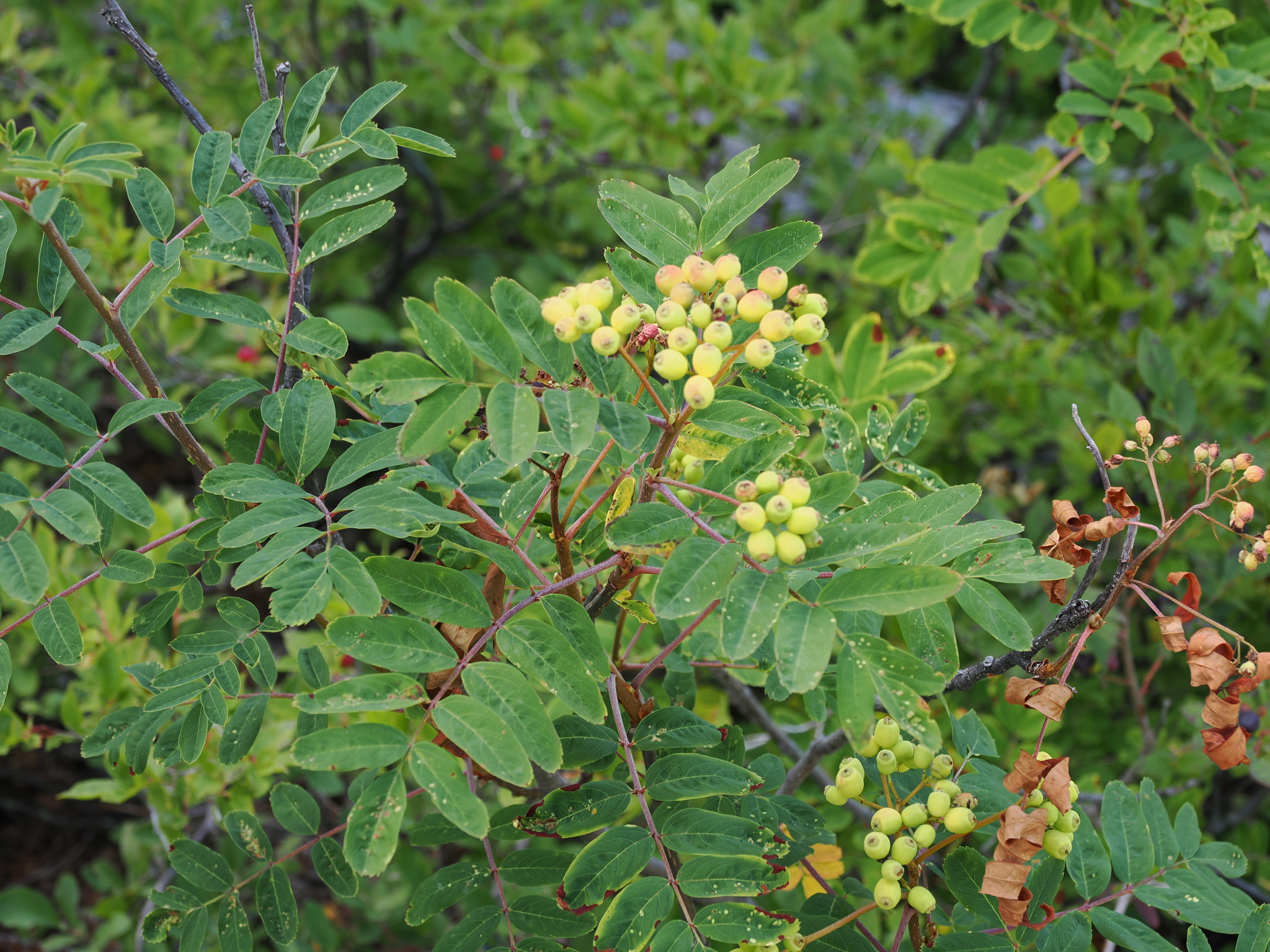 Sorbus sitchensis