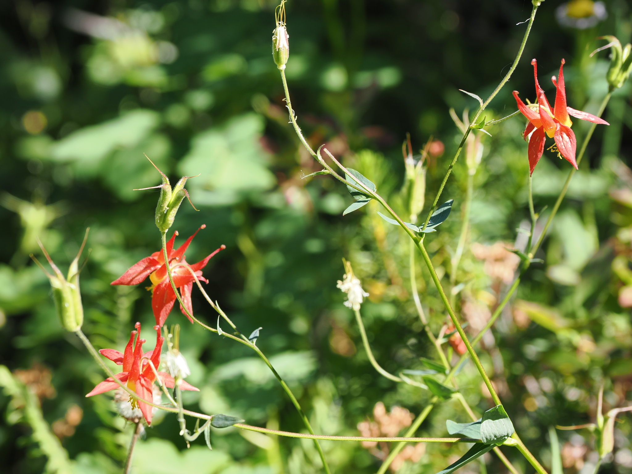 Aquilegia formosa