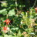 western columbine