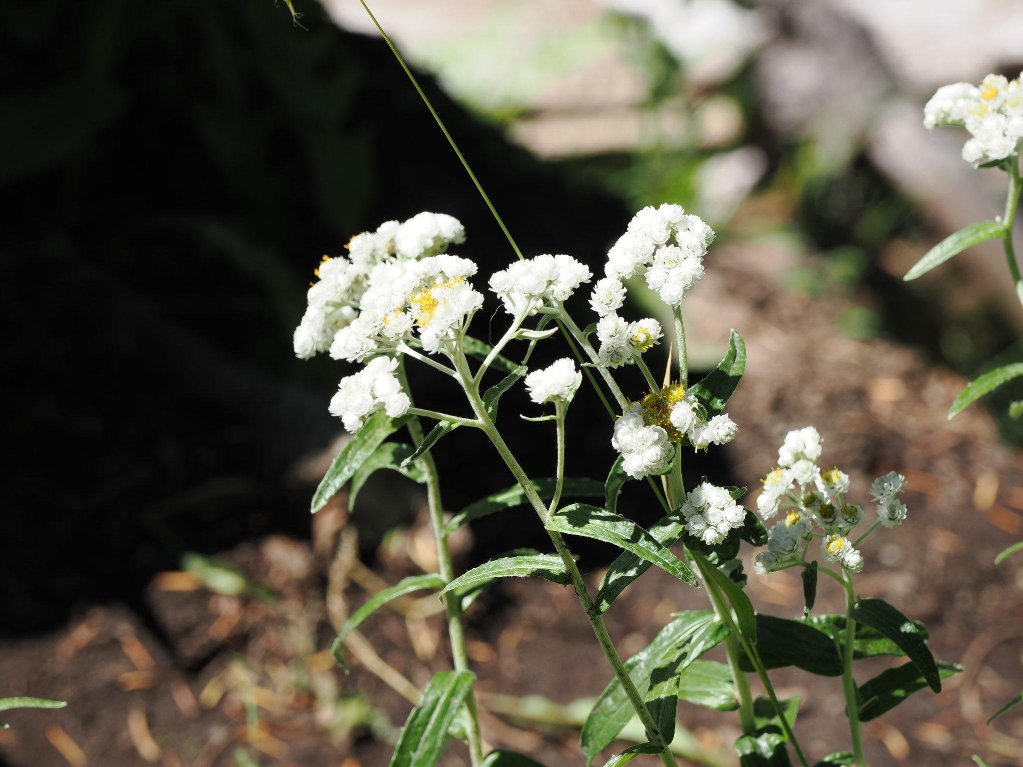 Anaphalis margaritacea