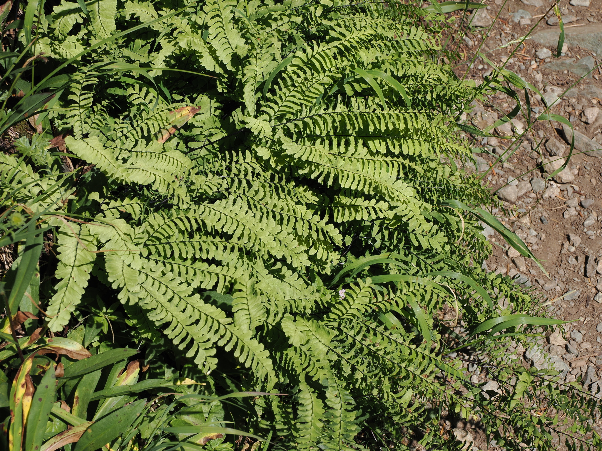 Adiantum aleuticum