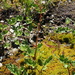 Arctic Butterbur