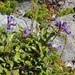 Cascade Beardtongue