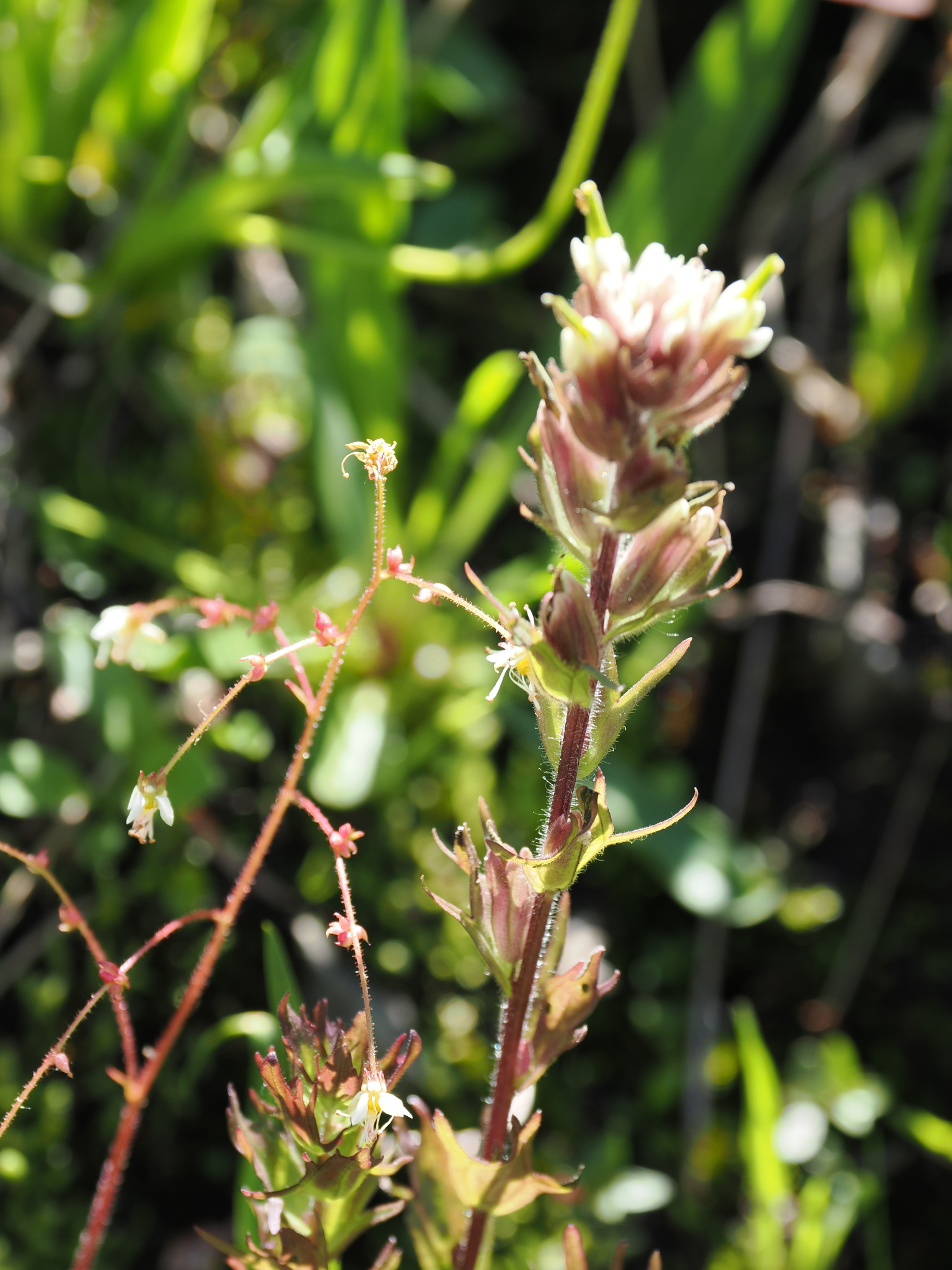 Castilleja parviflora