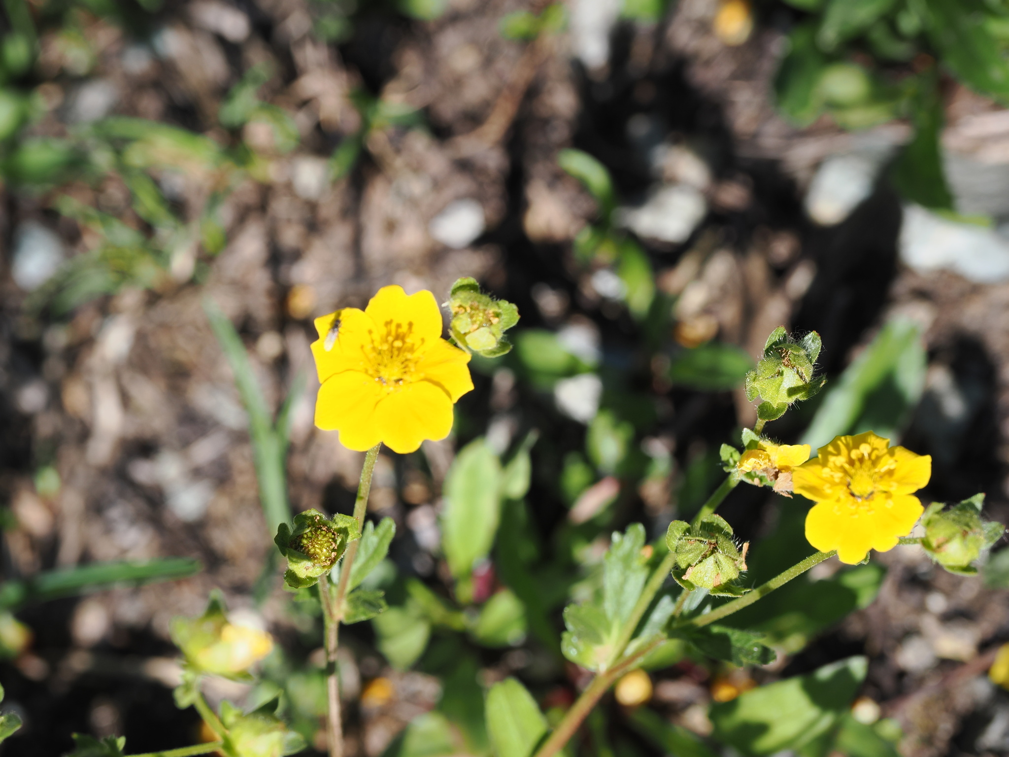 Potentilla flabellifolia