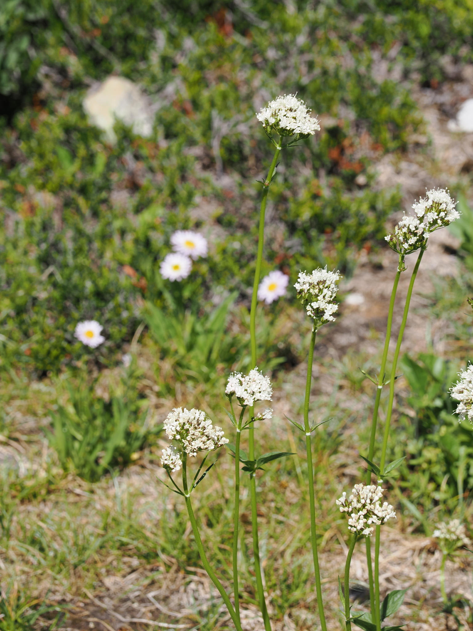 Valeriana sitchensis