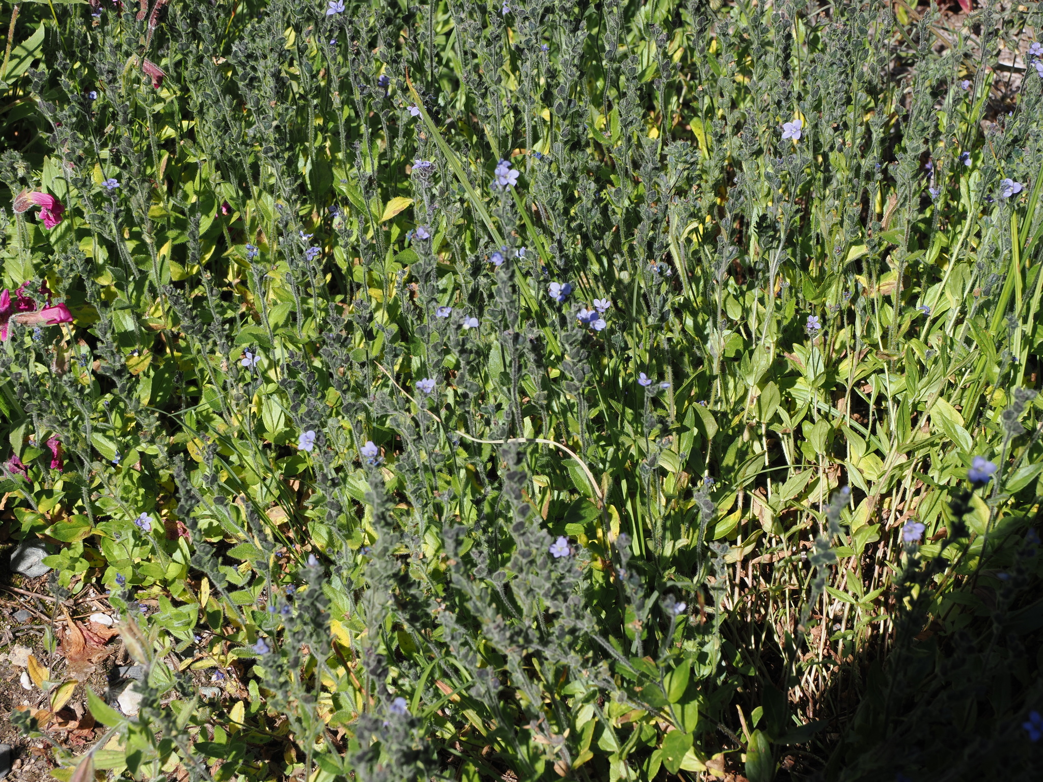 Veronica wormskjoldii