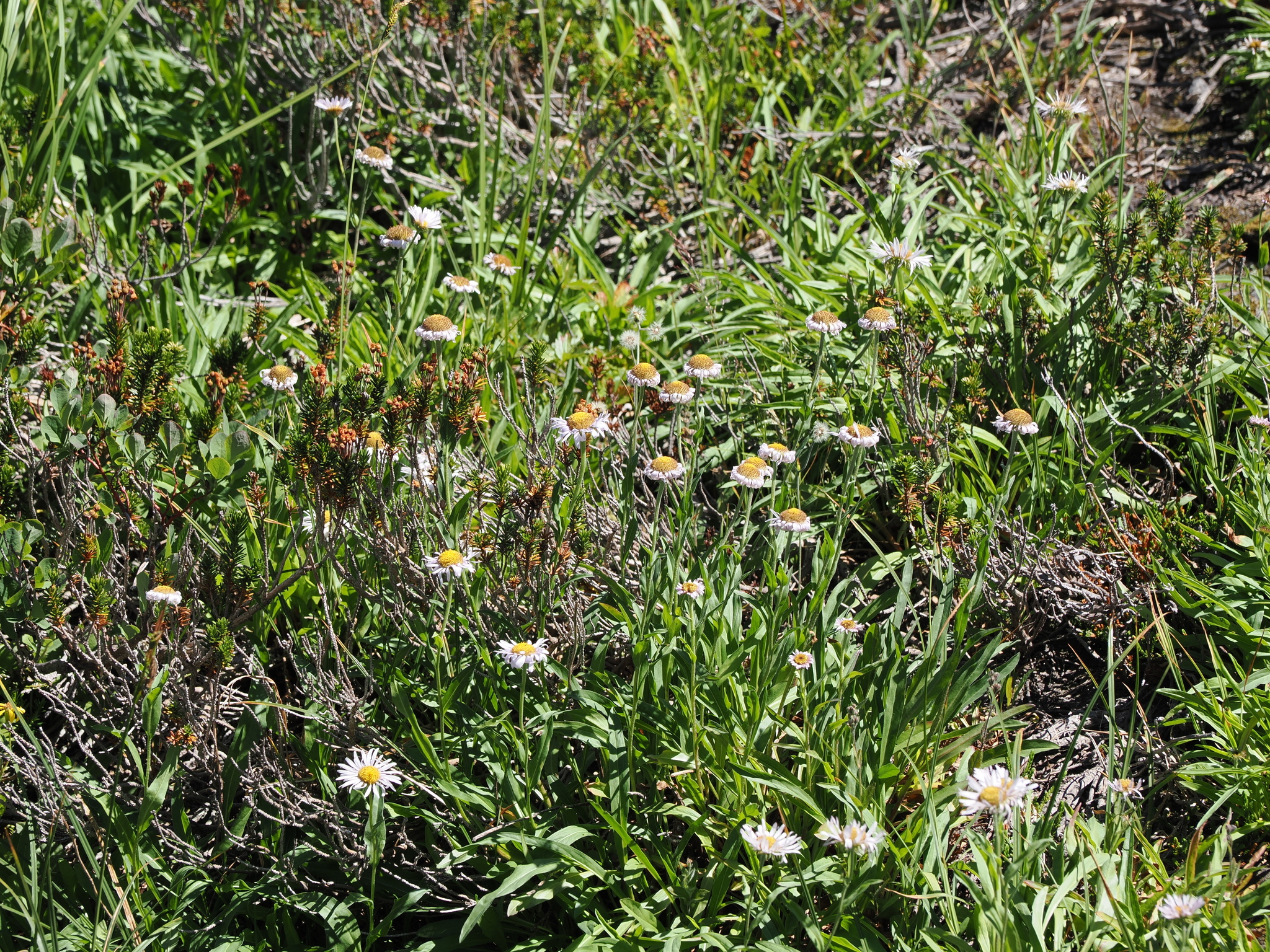 Erigeron glacialis