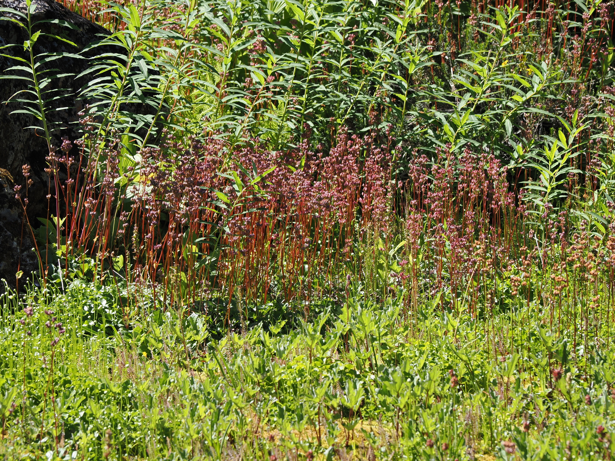 Leptarrhena pyrolifolia