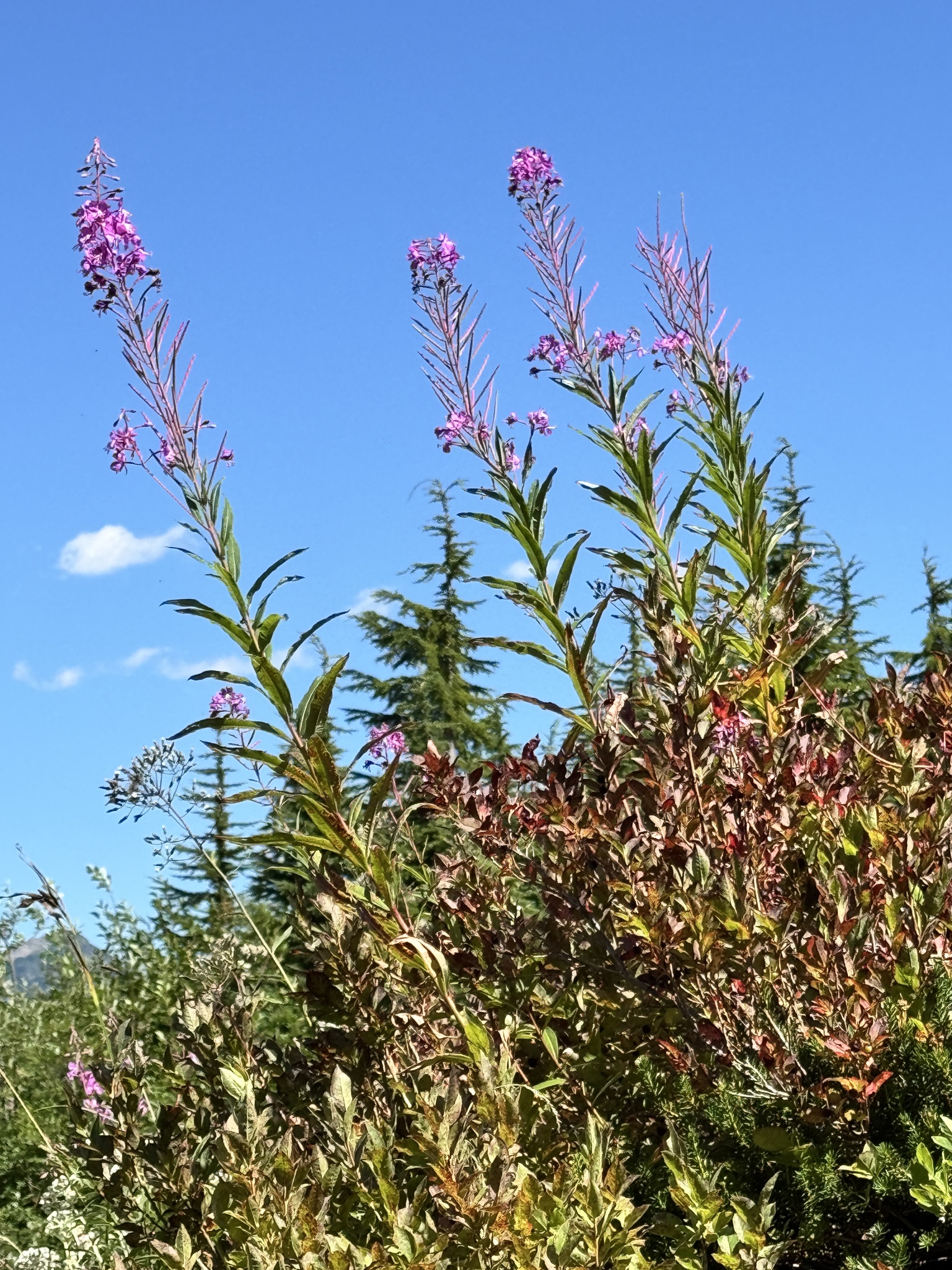 Chamaenerion angustifolium