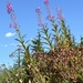 fireweed