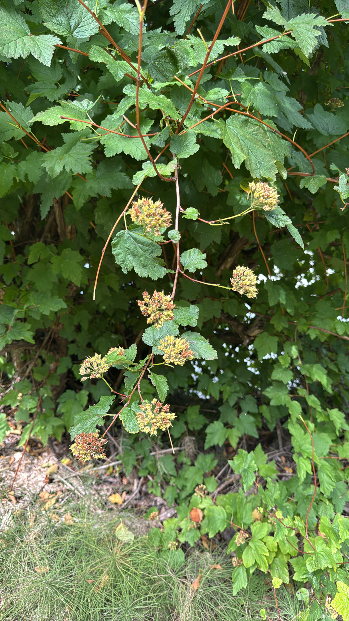 Physocarpus capitatus