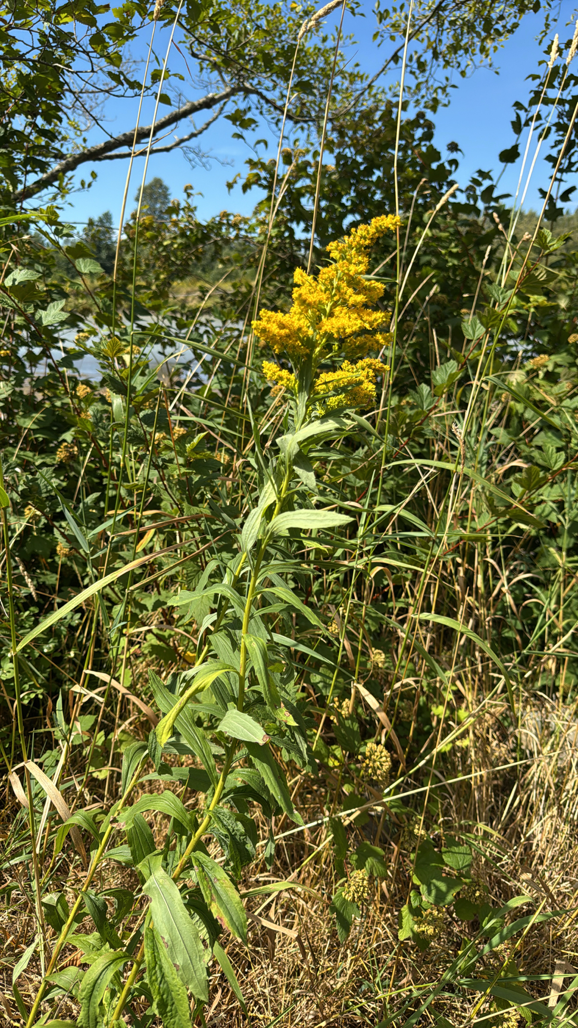 Solidago lepida