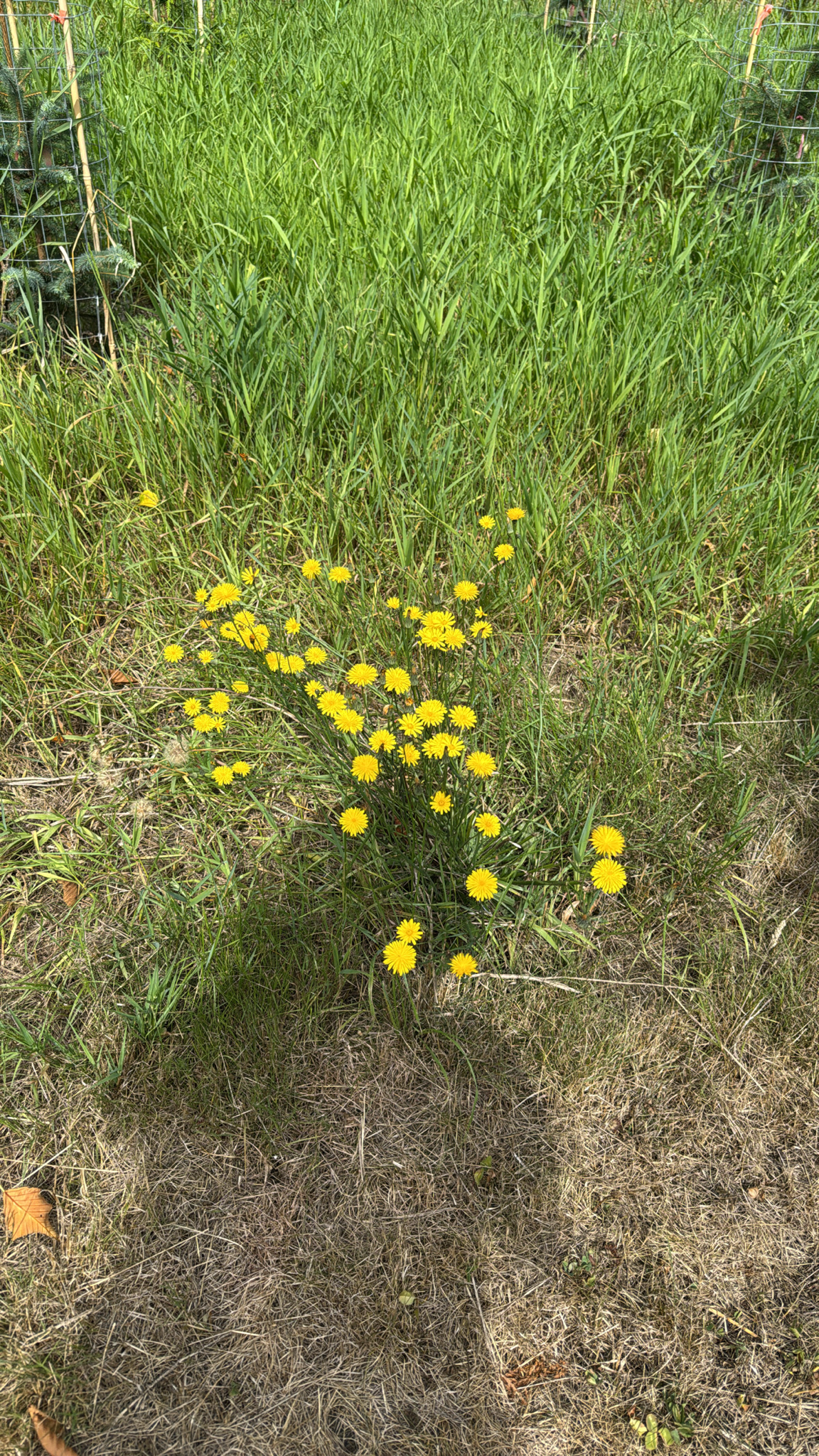 Hypochaeris radicata